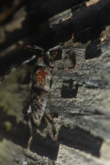 Graphisurus fasciatus