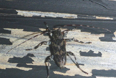 Graphisurus fasciatus