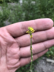Sisymbrium officinale