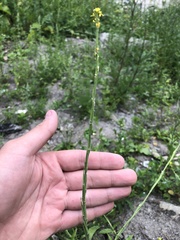 Sisymbrium officinale