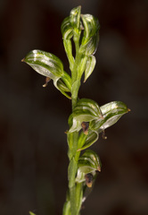 Pterostylis williamsonii