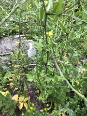 Sisymbrium officinale