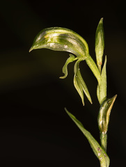 Pterostylis stenochila