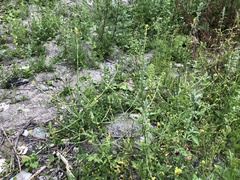 Sisymbrium officinale