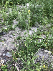 Sisymbrium officinale