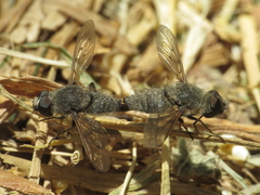 Cononedys scutellata