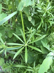 Galium aparine