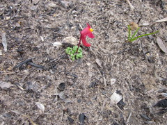 Utricularia menziesii