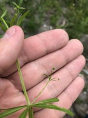 Galium aparine