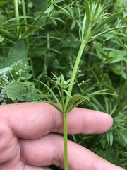 Galium aparine