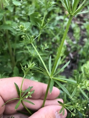 Galium aparine