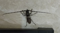 Diorthus simplex