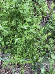 Galium aparine