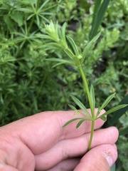 Galium aparine