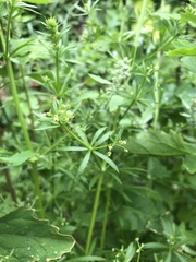 Galium aparine