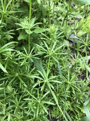 Galium aparine