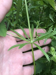 Galium aparine