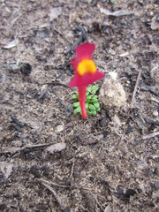 Utricularia menziesii