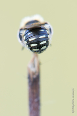 Anthidium punctatum