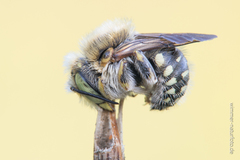 Anthidium punctatum