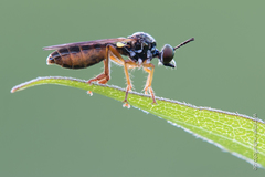Dioctria lateralis