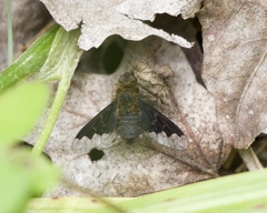 Hemipenthes webberi