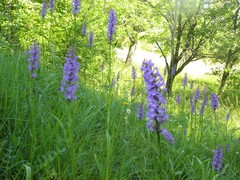 Gymnadenia densiflora