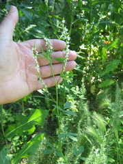 Melilotus albus