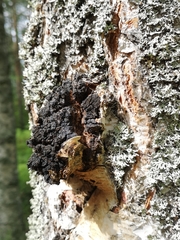 Inonotus obliquus sterilis