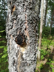 Inonotus obliquus sterilis