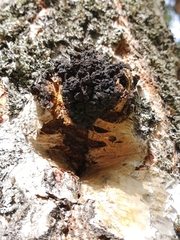 Inonotus obliquus sterilis