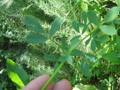 Melilotus albus