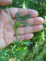 Melilotus albus