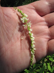 Melilotus albus