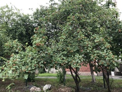 Crataegus sanguinea