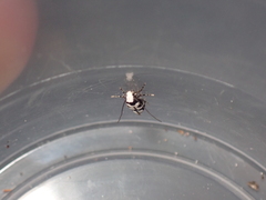 Neurothaumasia ankerella