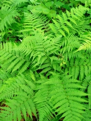 Athyrium yokoscense