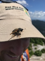 Trichiosoma triangulum