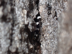 Neurothaumasia ankerella