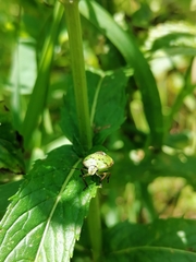 Nezara viridula
