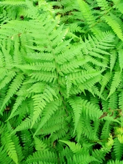 Athyrium yokoscense