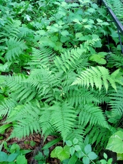 Athyrium yokoscense