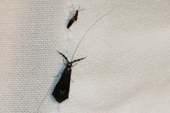 Mystacides azureus