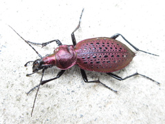 Carabus smaragdinus