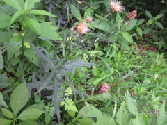 Cirsium japonicum