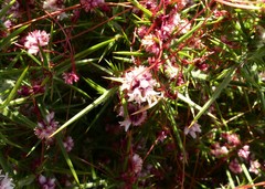 Cuscuta epithymum