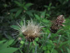 Cirsium japonicum