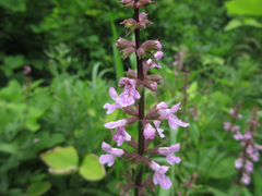 Stachys riederi