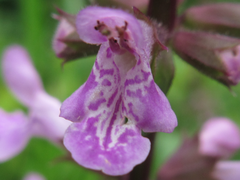 Stachys riederi
