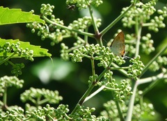 Hypolycaena thecloides